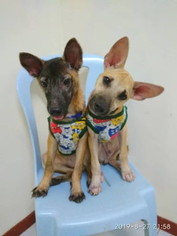 Kiki And Jammy - Mixed Breed Dog