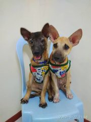 Kiki And Jammy - Mixed Breed Dog