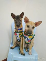 Kiki And Jammy - Mixed Breed Dog