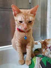 Chester - Domestic Short Hair Cat