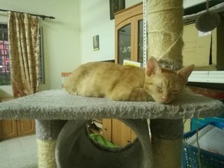 Chester - Domestic Short Hair Cat