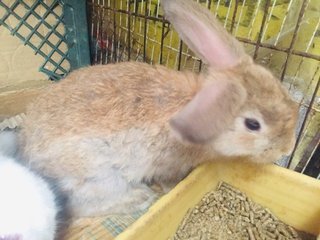 Toro Ii - Holland Lop + New Zealand Rabbit