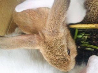 Toro Ii - Holland Lop + New Zealand Rabbit