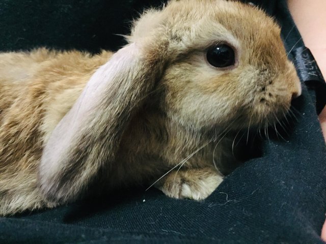 Toro Ii - Holland Lop + New Zealand Rabbit