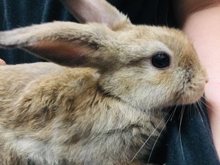 Toro Ii - Holland Lop + New Zealand Rabbit