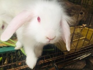 Sugar &amp; Angel - Holland Lop + New Zealand Rabbit