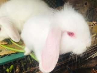 Sugar &amp; Angel - Holland Lop + New Zealand Rabbit