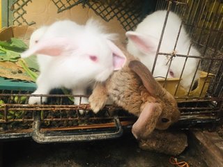 Sugar &amp; Angel - Holland Lop + New Zealand Rabbit