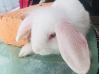 Sugar &amp; Angel - Holland Lop + New Zealand Rabbit