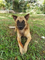 Alfie ( Fluffy Wolf Dog) - German Shepherd Dog Mix Dog