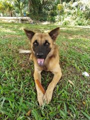 Alfie ( Fluffy Wolf Dog) - German Shepherd Dog Mix Dog