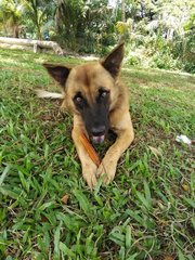 Alfie ( Fluffy Wolf Dog) - German Shepherd Dog Mix Dog