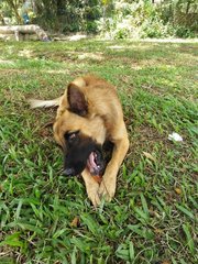 Alfie ( Fluffy Wolf Dog) - German Shepherd Dog Mix Dog