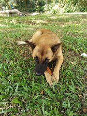 Alfie ( Fluffy Wolf Dog) - German Shepherd Dog Mix Dog