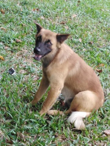 Alfie ( Fluffy Wolf Dog) - German Shepherd Dog Mix Dog