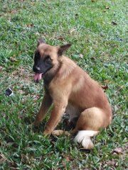 Alfie ( Fluffy Wolf Dog) - German Shepherd Dog Mix Dog