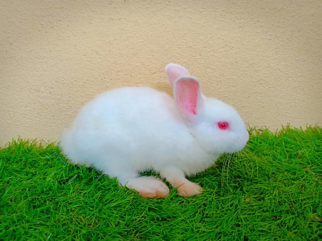 Nameless - Polish + Dwarf Rabbit