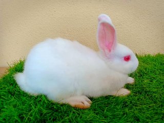 Nameless - Polish + Dwarf Rabbit