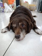 Choco - Labrador Retriever Mix Dog