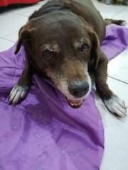 Choco - Labrador Retriever Mix Dog