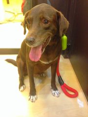 Choco - Labrador Retriever Mix Dog