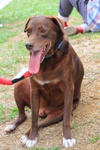 Choco - Labrador Retriever Mix Dog