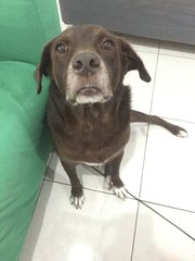 Choco - Labrador Retriever Mix Dog