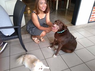 Choco - Labrador Retriever Mix Dog