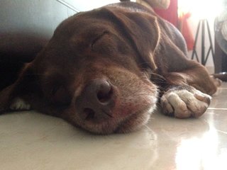 Choco - Labrador Retriever Mix Dog