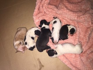 Gorgeous Puppies - Border Collie Mix Dog