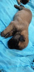 Female pup (dark brown)