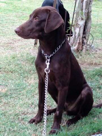 Bingo - Labrador Retriever Mix Dog