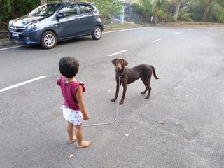 Bingo - Labrador Retriever Mix Dog