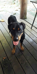 Chewbacca (Chewy) - Rottweiler Dog