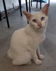 Snowy - Domestic Medium Hair Cat