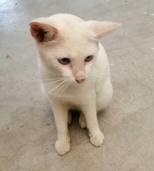 Snowy - Domestic Medium Hair Cat