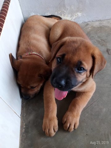 Bob And Marley - Mixed Breed Dog