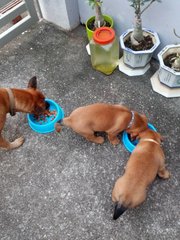 Bob And Marley - Mixed Breed Dog