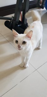 Mabel - Domestic Short Hair Cat