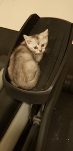 Mouse - Domestic Short Hair Cat
