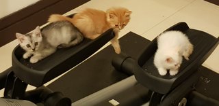 Mouse - Domestic Short Hair Cat