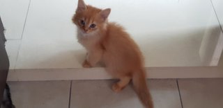 Marmalade - Domestic Medium Hair Cat