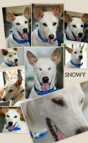 Snowy - Mixed Breed Dog