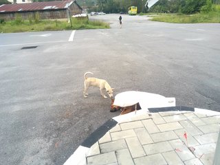 Saying goodbye to her best friend who was shot with 2 arrows in Langkawi :(