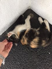 Kelly - Domestic Medium Hair + Calico Cat