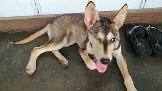 Harpy - Husky Mix Dog