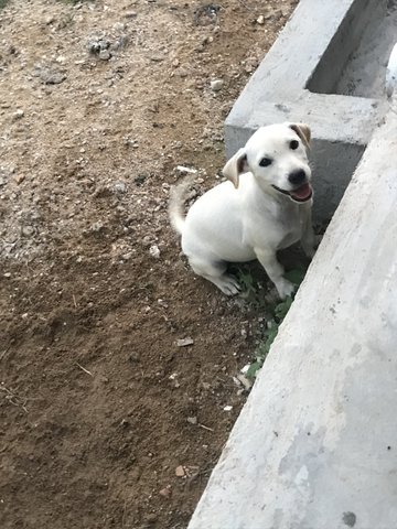 Venus - Mixed Breed Dog