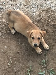 Dusty - Mixed Breed Dog