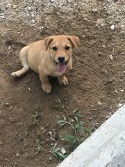 Dusty - Mixed Breed Dog