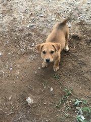 Dusty - Mixed Breed Dog